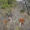 EXCELLENT FARM IN EL BOLSON - MALLIN AHOGADO - RIO NEGRO PROVINCE - PATAGONIA ARGENTINA -